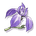 Bamboo Iris