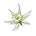 Blade Blossom