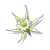 Klingenblumen
