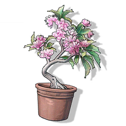 Cherry Blossom Bonsai